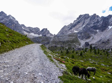Téléchargez les photos : Route étroite en gravier menant à la chaîne de montagnes pierreuses de Lienz Dolomites, Autriche. Montagnes partiellement envahies par les buissons. Dangereux alpinisme. Entendu parler de moutons pâturant sur le côté - en image libre de droit