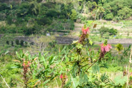 Foto de Una planta de flores rojas que crece entre las verduras, bajo el volcán Kelimutu en Flores, Indonesia. Las flores son suaves y exóticas.. - Imagen libre de derechos
