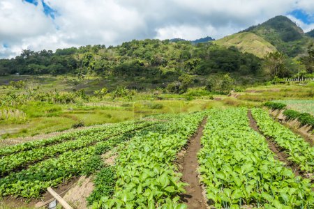 Foto de Hortalizas que crecen bajo el volcán Kelimutu en Flores, Indonesia. Las verduras se organizan en hileras ordenadas, extendiéndose en una vasta área. Hay un poco de nublado. Vida del agricultor. - Imagen libre de derechos