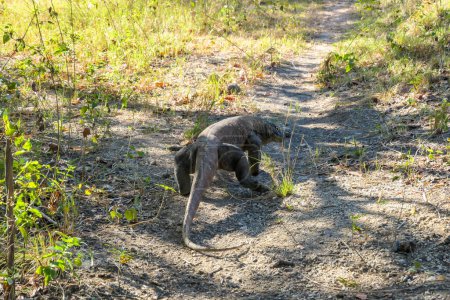 Téléchargez les photos : Un gigantesque et venimeux Dragon Komodo en liberté dans le parc national de Komodo, Flores, Indonésie. Le dragon marchant sur un sentier, suivant un parfum, cherchant à prier. Animaux dangereux - en image libre de droit