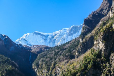 Photo for View on Himalayas along Annapurna Circuit Trek, Nepal. There is a dense forest in front. High, snow caped mountains' peaks catching the sunbeams. Serenity and calmness. Barren slopes - Royalty Free Image