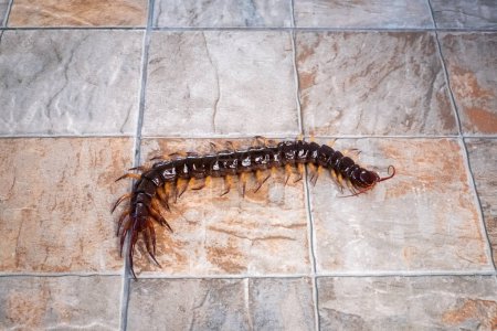 A centipede on the floor with copy space.