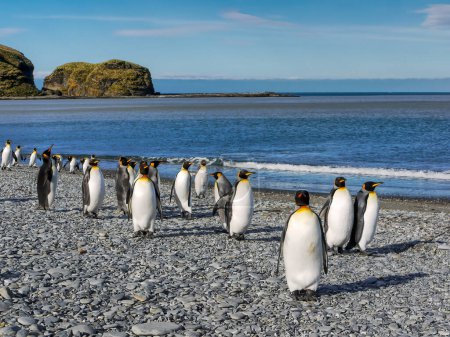 Photo for On South Georgia Island a small group of adult king penguins (Aptenodytes patagonicus) walk along the pebbled beach of St. Andrews Bay on a clear sunny day, with a blue sky background. - Royalty Free Image