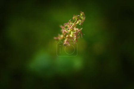 Photo for Neottia cordata, the lesser twayblade or heartleaf twayblade, is an orchid of upland bogs and mires that rarely exceeds 15 cm 5.9 in in height. - Royalty Free Image