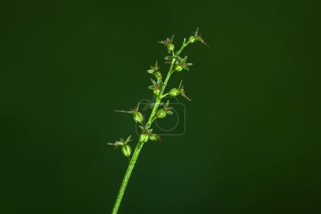 Photo for Neottia cordata, the lesser twayblade or heartleaf twayblade, is an orchid of upland bogs and mires that rarely exceeds 15 cm 5.9 in in height. - Royalty Free Image
