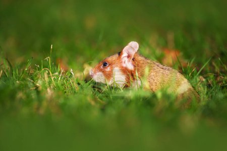 Téléchargez les photos : Le hamster européen, également connu sous le nom de hamster eurasiatique - en image libre de droit