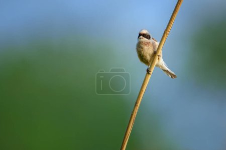 Téléchargez les photos : The Eurasian penduline tit or European penduline tit is a passerine bird of the genus Remiz. The nest is suspended from thin long branches of trees such as willow, elm or birch, often over water. - en image libre de droit