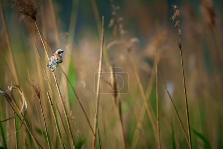 Foto de The Eurasian penduline tit or European penduline tit is a passerine bird of the genus Remiz. The nest is suspended from thin long branches of trees such as willow, elm or birch, often over water. - Imagen libre de derechos