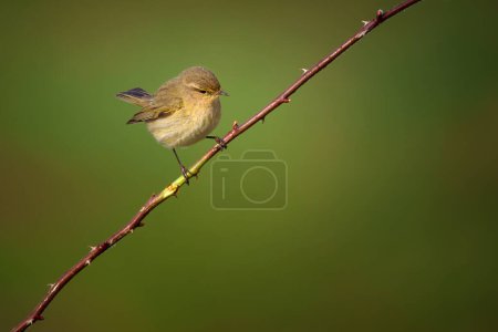 The common chiffchaff Phylloscopus collybita, or simply the chiffchaff, is a common and widespread leaf warbler which breeds in open woodlands throughout northern and temperate Europe and the