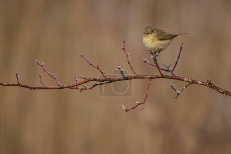 Photo for The common chiffchaff (Phylloscopus collybita), or simply the chiffchaff, is a common and widespread leaf warbler which breeds in open woodlands throughout northern and temperate Europe and the Palearctic. - Royalty Free Image