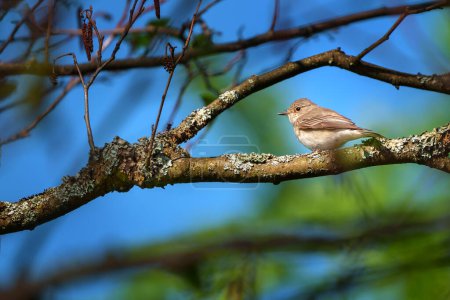 Der gefleckte Fliegenfänger - Muscicapa striata ist ein kleiner Passantenvogel aus der Familie der Fliegenfänger der Alten Welt.