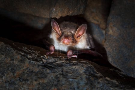 Microbats constitute the suborder Microchiroptera within the order Chiroptera - bats.