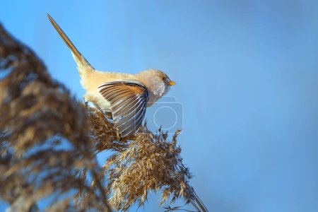 Foto de El junco barbudo - Panurus biarmicus, es un pequeño pájaro paseriforme de cola larga que se encuentra en los cañaverales cerca del agua en la zona templada de Eurasia.. - Imagen libre de derechos