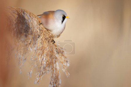 The bearded reedling - Panurus biarmicus, is a small, long-tailed passerine bird found in reed beds near water in the temperate zone of Eurasia.