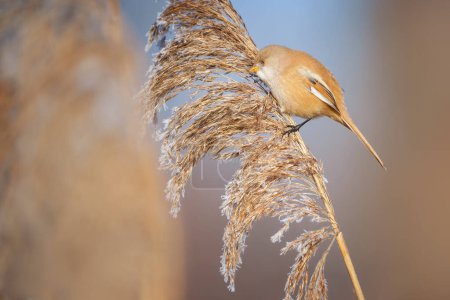 The bearded reedling - Panurus biarmicus, is a small, long-tailed passerine bird found in reed beds near water in the temperate zone of Eurasia.