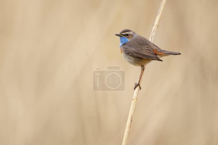 Foto de La garganta azul es un pequeño pájaro paseriforme que anteriormente fue clasificado como miembro de la familia Turdidae - Imagen libre de derechos
