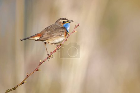 The bluethroat is a small passerine bird that was formerly classed as a member of the thrush family Turdidae