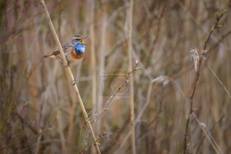 The bluethroat is a small passerine bird that was formerly classed as a member of the thrush family Turdidae