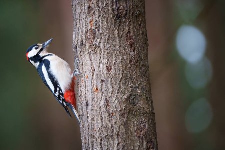 Photo for The great spotted woodpecker is a medium-sized woodpecker with pied black and white plumage and a red patch on the lower belly - Royalty Free Image