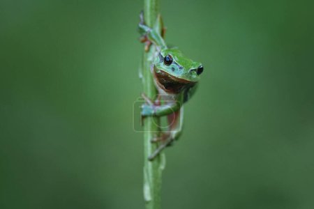 The European tree frog Hyla arborea is a small tree frog.