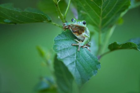 The European tree frog (Hyla arborea) is a small tree frog.