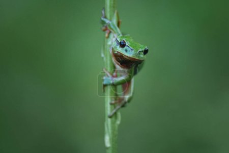 The European tree frog (Hyla arborea) is a small tree frog.