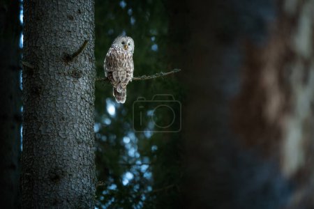 The Ural owl is a large nocturnal owl
