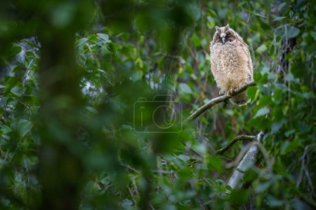 Asio otus, also known as the northern long-eared owl or, more informally, as the lesser horned owl or cat owl, is a medium sized species of owl with an extensive breeding range.