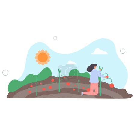 Illustration for Woman grows tomatoes.harvest and gardening concept.flat vector illustration. - Royalty Free Image