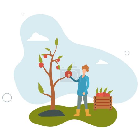 Ilustración de La gente de jardinería. Personaje de dibujos animados trabajando .woman picking apples.harvest concept.flat vector illustration. - Imagen libre de derechos
