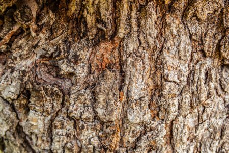 Detailed background of tree bark