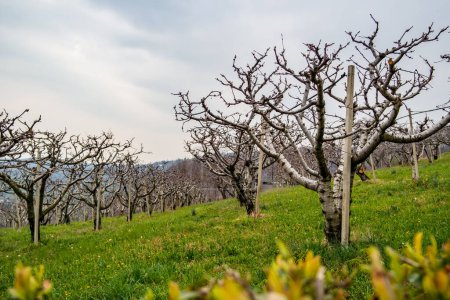 Foto de Fondo de primavera con cerezos en Pianezze, Marostica - Italia - Imagen libre de derechos