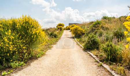 Photo for Wild dirt road with yellow broom flowers - Royalty Free Image