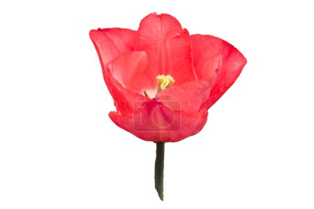 Foto de Fondo natural con flores de tulipán rosa - Imagen libre de derechos