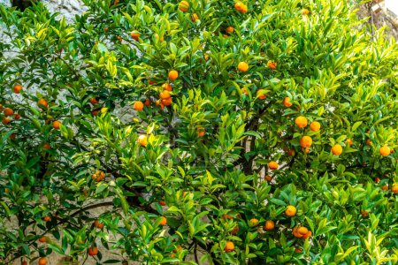 Téléchargez les photos : Arrière-plan avec bergamote aux fruits - en image libre de droit