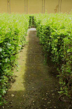 Photo for View of a garden hedge - Royalty Free Image