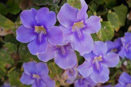 Foto de Fondo con acanthaceae planta con flores azules - Imagen libre de derechos