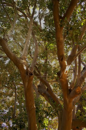 Téléchargez les photos : Arrière-plan avec plante à branches de moracées, ficus macrophylla - en image libre de droit