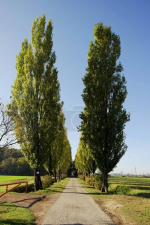 Photo for Background with beautiful tree-lined avenue in the countryside of Mantua, Lombardy, Italy - Royalty Free Image