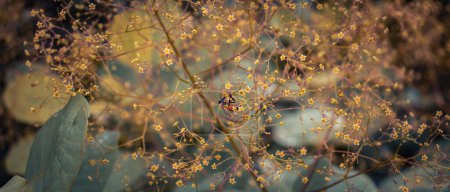 Photo for Close up bright blossom bush concept photo. Royal purple smoke bush, smokebush, smoke tree and purple smoke tree. High quality picture for wallpaper - Royalty Free Image