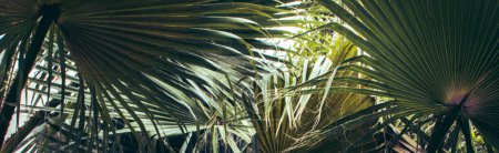 Téléchargez les photos : Palmiers tropicaux verts au feuillage luxuriant poussant dans le jardin. Feuilles de palmier tropicales, photo de fond floral. Feuille de palmier circulaire du palmier licuala valida à Barcelone. Image de haute qualité pour papier peint, article - en image libre de droit