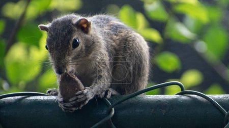 Photo for A picture of the Indian palm squirrel or three-striped palm squirrel eating a nut - Royalty Free Image