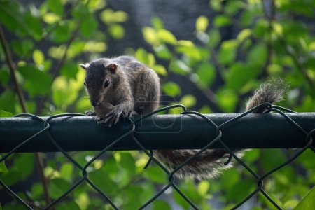Photo for A picture of the Indian palm squirrel or three-striped palm squirrel eating a nut - Royalty Free Image