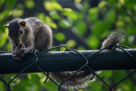 Téléchargez les photos : Une photo de l'écureuil palmier indien ou de l'écureuil palmier à trois rayures mangeant une noix - en image libre de droit
