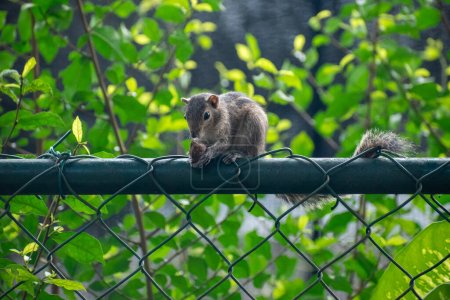 Téléchargez les photos : Une photo de l'écureuil palmier indien ou de l'écureuil palmier à trois rayures mangeant une noix - en image libre de droit