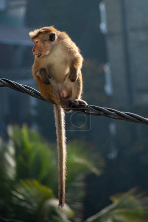 Téléchargez les photos : Photo de la toque macaque (Macaca sinica) est un singe de l'Ancien Monde de couleur brun rougeâtre endémique du Sri Lanka - en image libre de droit