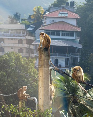 Foto de Foto de un grupo de toque macaque (Macaca sinica) es un mono del Viejo Mundo de color marrón rojizo endémico de Sri Lanka. - Imagen libre de derechos