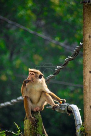 Foto de Foto del toque macaque (Macaca sinica) es un mono del Viejo Mundo de color marrón rojizo endémico de Sri Lanka. - Imagen libre de derechos