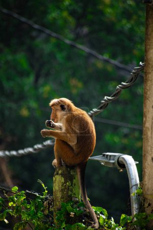 Foto de Foto del toque macaque (Macaca sinica) es un mono del Viejo Mundo de color marrón rojizo endémico de Sri Lanka. - Imagen libre de derechos