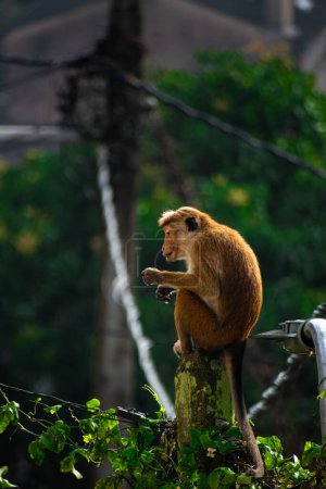 Téléchargez les photos : Photo de la toque macaque (Macaca sinica) est un singe de l'Ancien Monde de couleur brun rougeâtre endémique du Sri Lanka - en image libre de droit